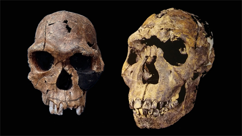 Schaedel der Urmenschen Homo habilis und Homo ergaster