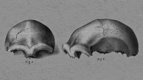 Zeichnung vom Schädel des 1856 in einem Steinbruch bei Düsseldorf gefundenen Neandertalers